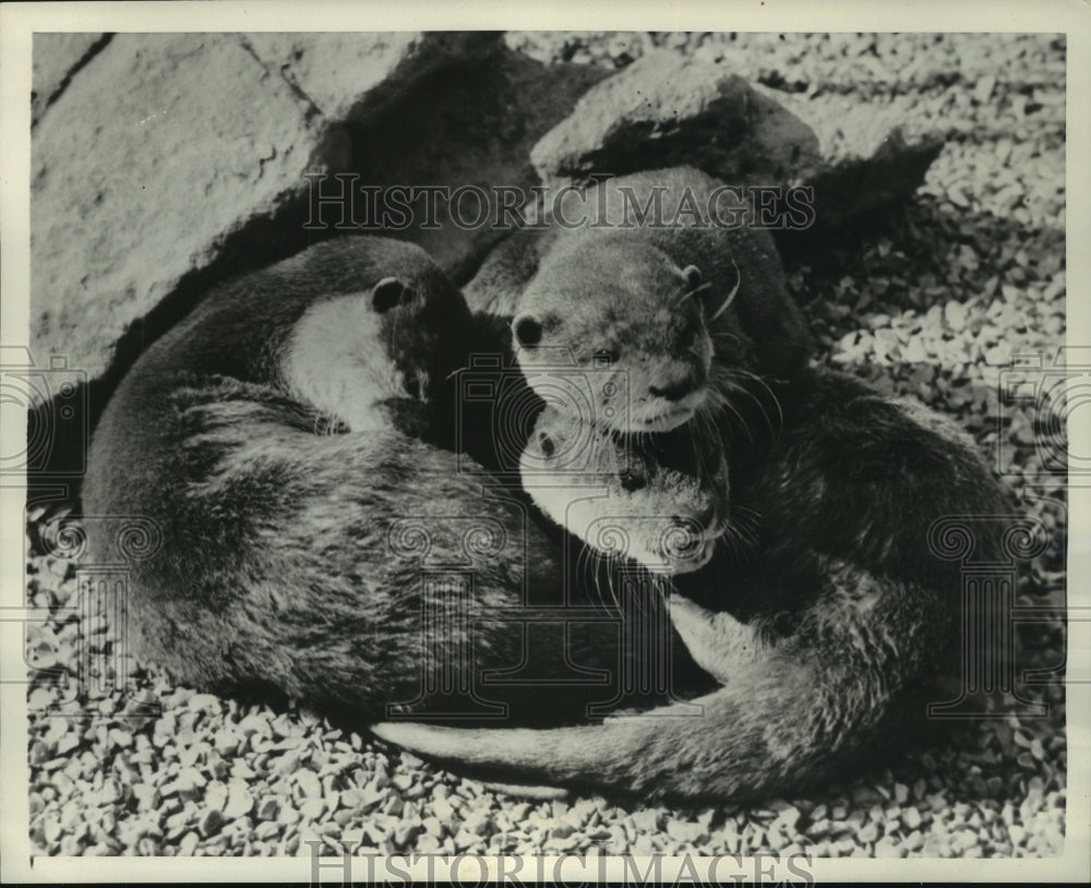 1952 Press Photo Otters sleeping in London Zoo enclosure - mjc02180 - Historic Images