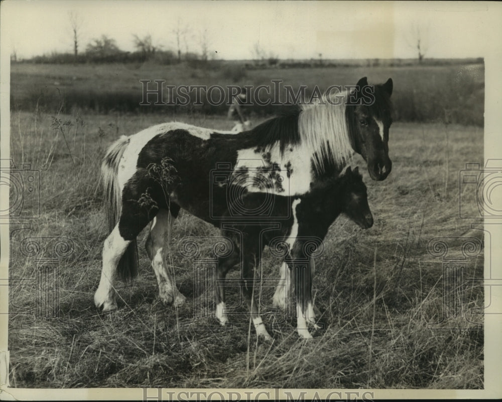 1934 Press Photo Pony and new colt at Lincoln Dude Ranch at Carmel, New York - Historic Images