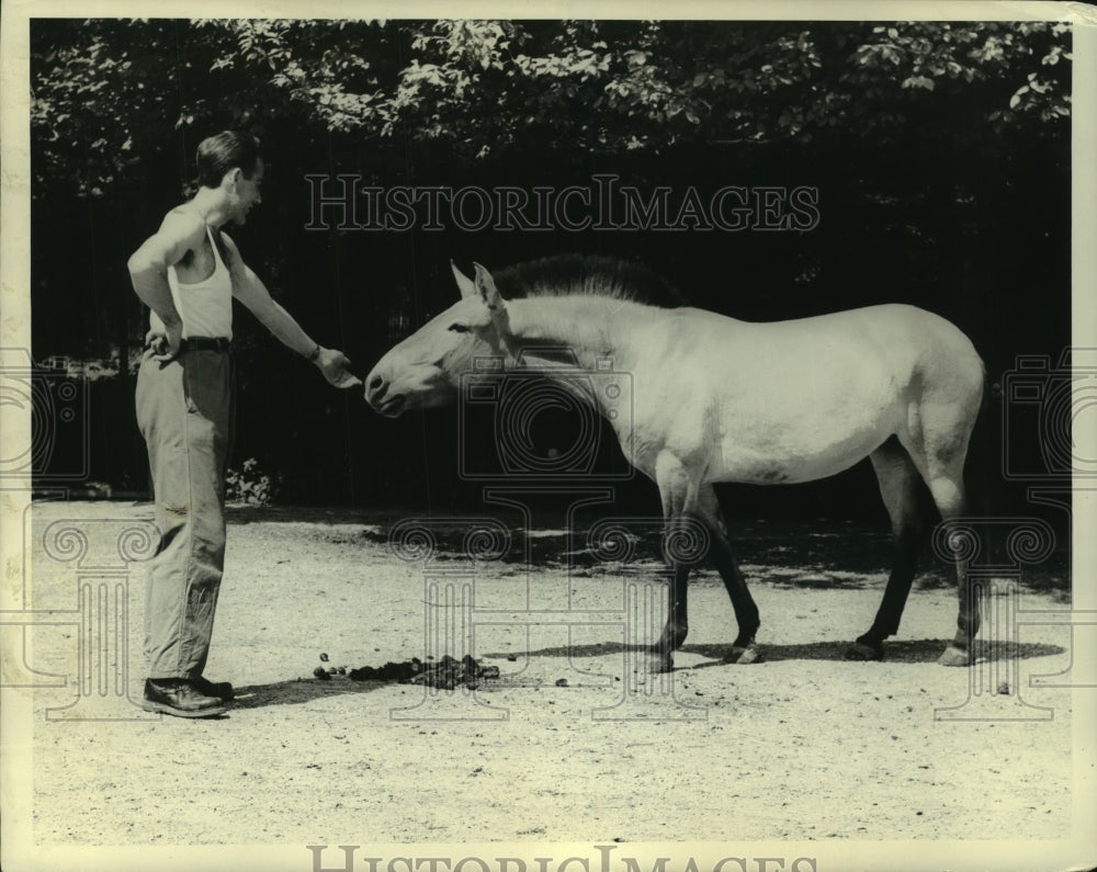 1965 Press Photo Equus Ferus horse sniffs man's hand at zoo in Munich - Historic Images
