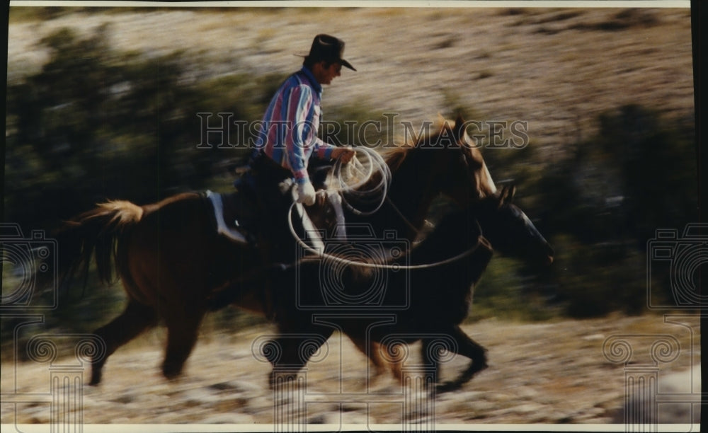 1993 Press Photo Rick Ekwortzel works roundup at Pryor Mountain Wild Horse Range - Historic Images