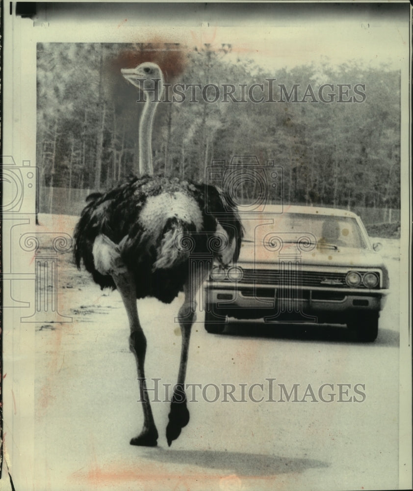 1967 Press Photo Ostrich runs free at wildlife sanctuary in Florida - mjc02296 - Historic Images