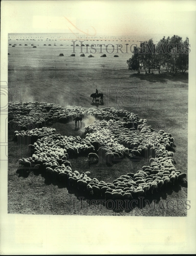 1976, Sheep herded on farm in the Novosibirsk region of Soviet Union - Historic Images