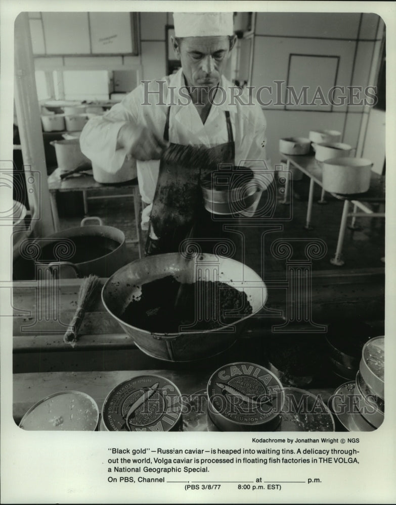 1977, "Black gold" Russian caviar is heaped into tins in Volga. - Historic Images