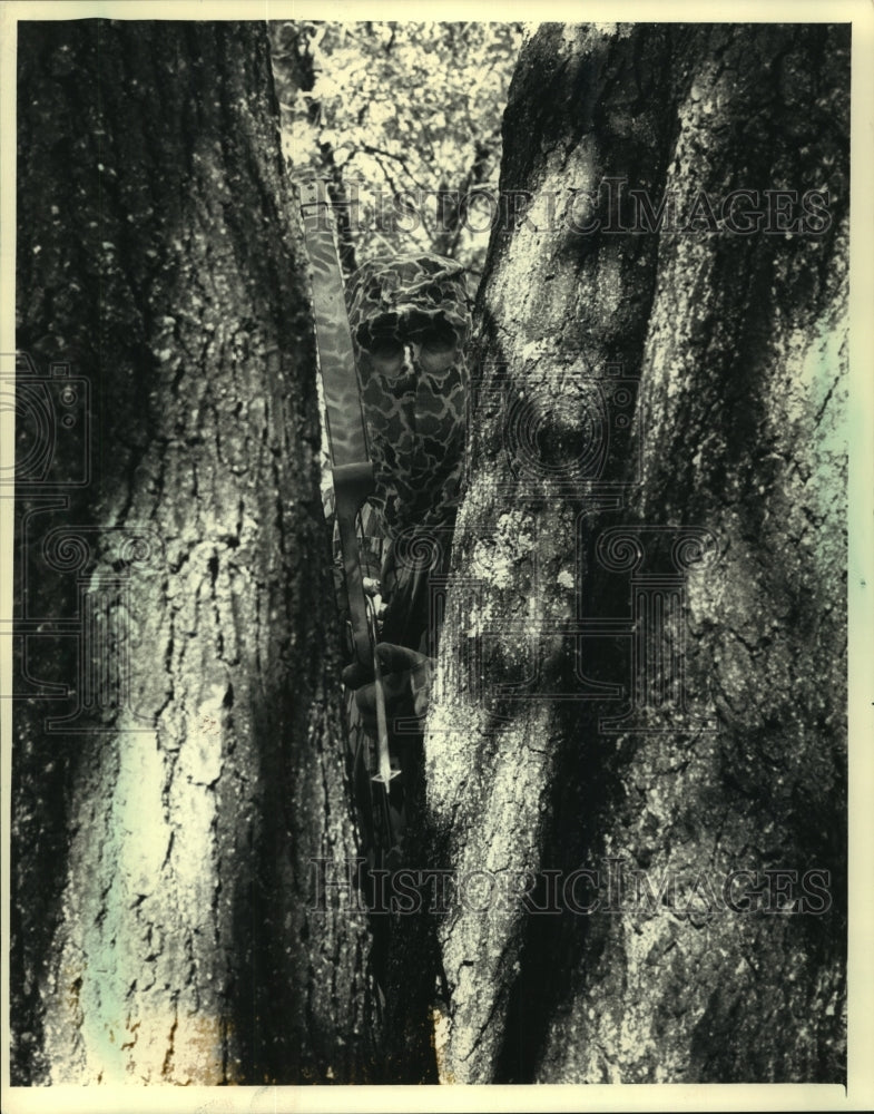 1987, Bowhunter Don Lewis Peers Between Two Oak Trees From Blind - Historic Images