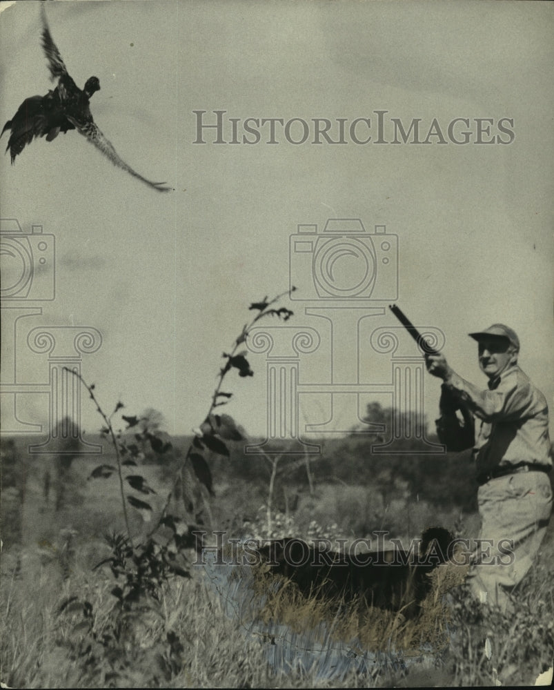 1952 Press Photo Man shoots as Chips the dog goes after pheasant in Wisconsin - Historic Images