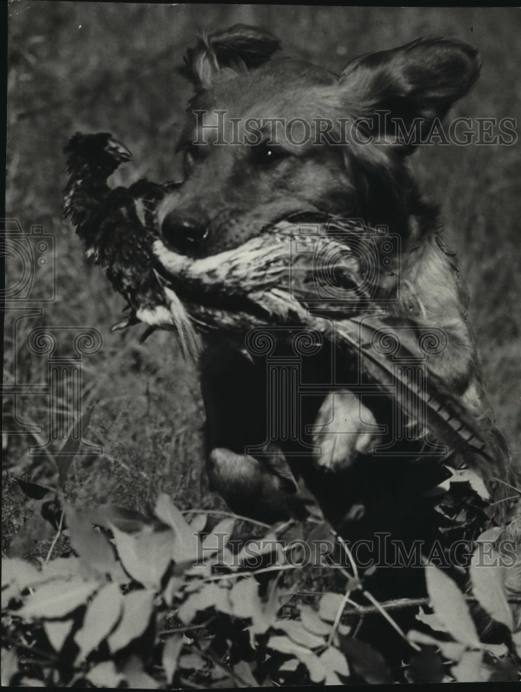 1954 Press Photo Golden retriever leaps with pheasant in mouth in Wisconsin.-Historic Images