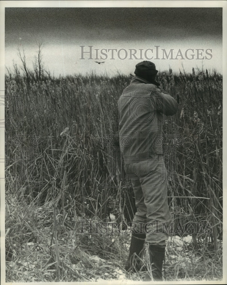 1957 Press Photo Hunter takes aim at pheasant at Horicon Marsh, Wisconsin - Historic Images