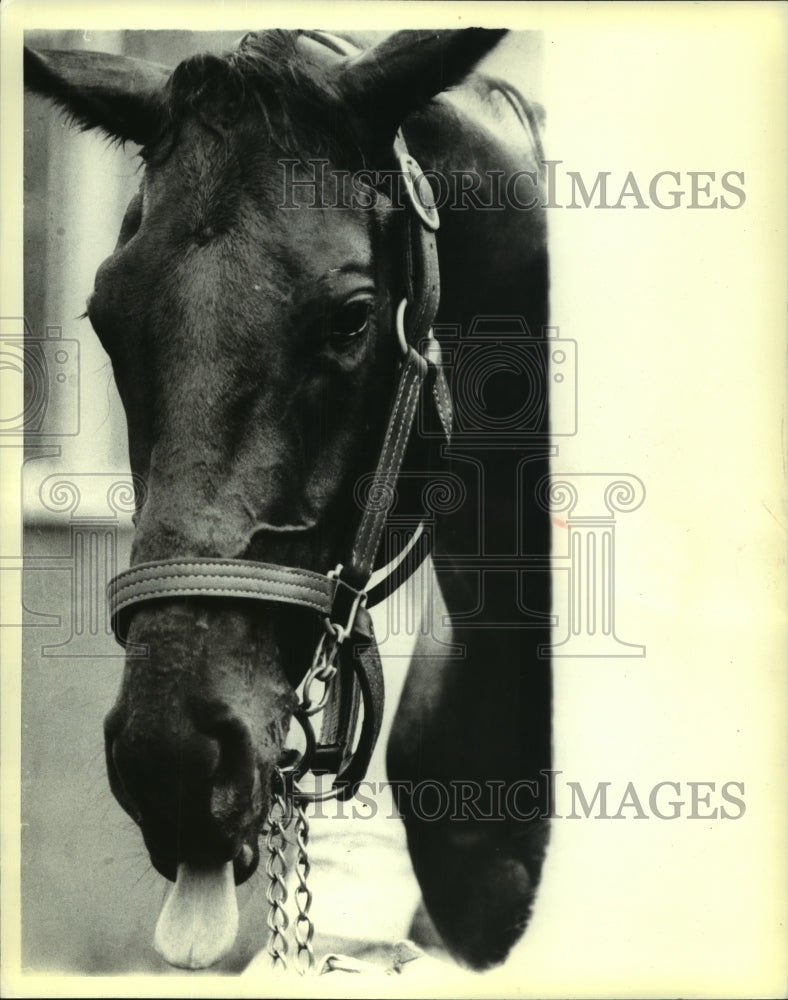 1981 Press Photo Pleasant Colony sticks his tongue out in candid photo - Historic Images