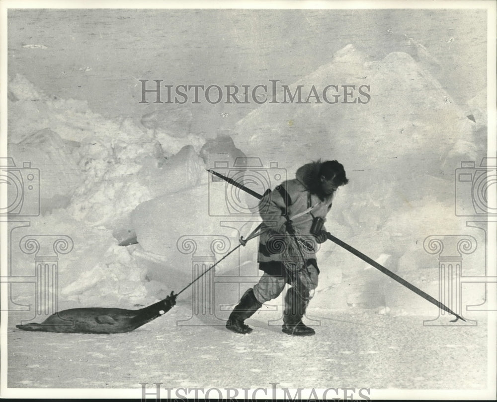 1961 Press Photo Stefansson Hauls Seal Back To His Arctic Camp - mjc03092 - Historic Images