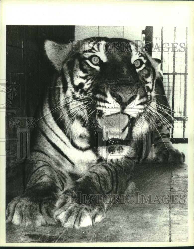 1984 Bengal tiger in India&#39;s New Delhi Zoo - Historic Images