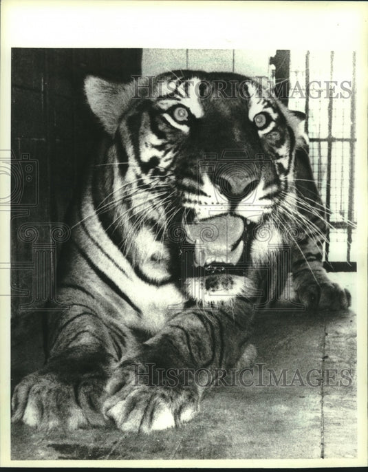 1984 Bengal tiger in India's New Delhi Zoo - Historic Images