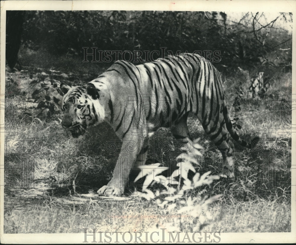 1968 Press Photo Rajah, a white tiger, at New Delhi zoo. - mjc03861 - Historic Images