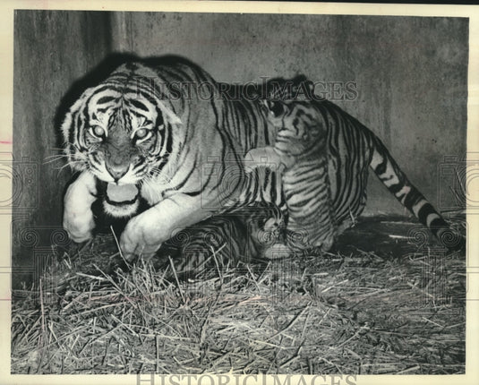 1984 Press Photo Fury of mama tiger as captured by a photographer outside pen. - Historic Images