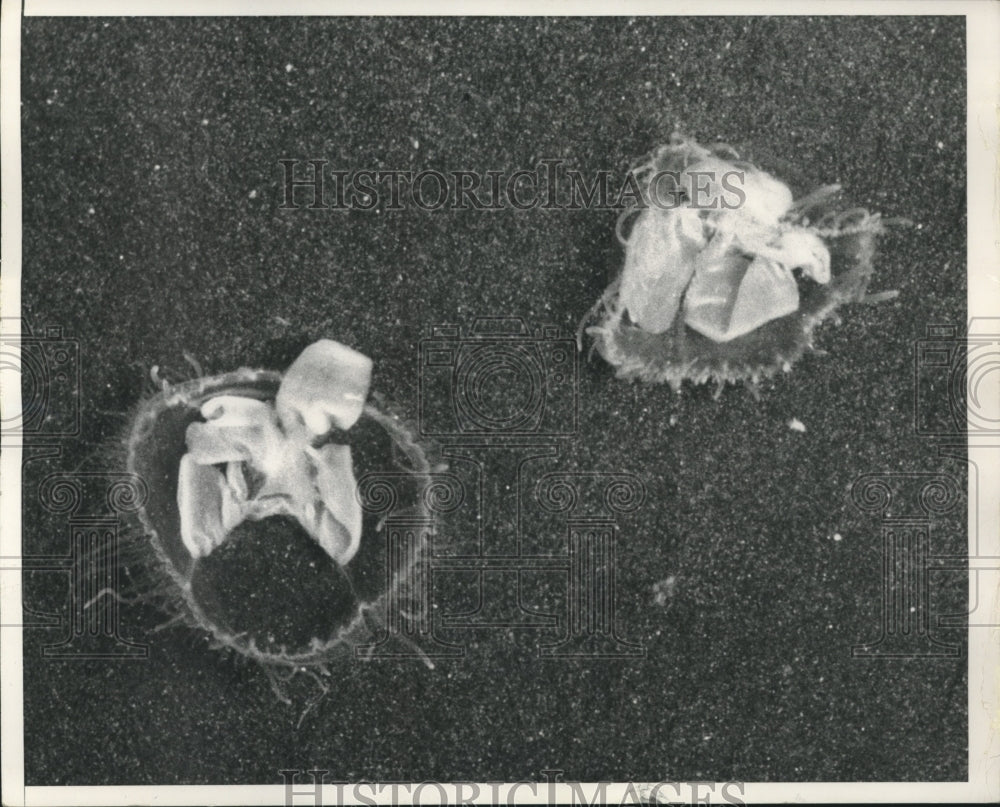 1954, Dr. David Thompson finds rare jellyfish near Chicago - Historic Images