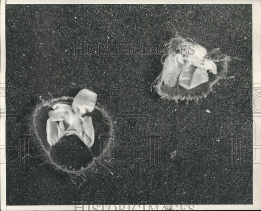 1954, Dr. David Thompson finds rare jellyfish near Chicago - Historic Images