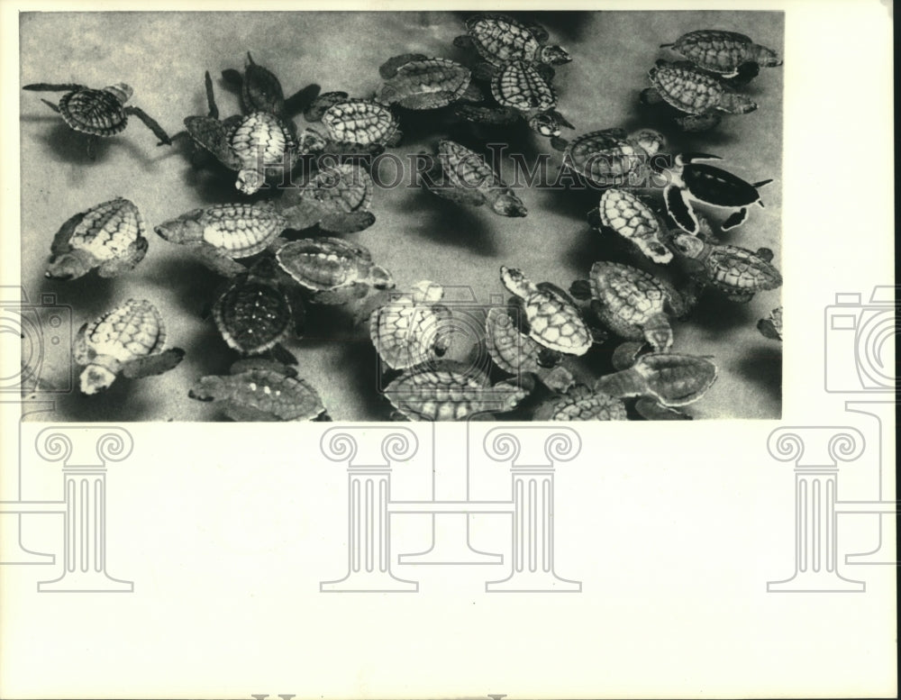 1987, Turtle nursery tank in Kosgoda, Sri Lanka - mjc04622 - Historic Images