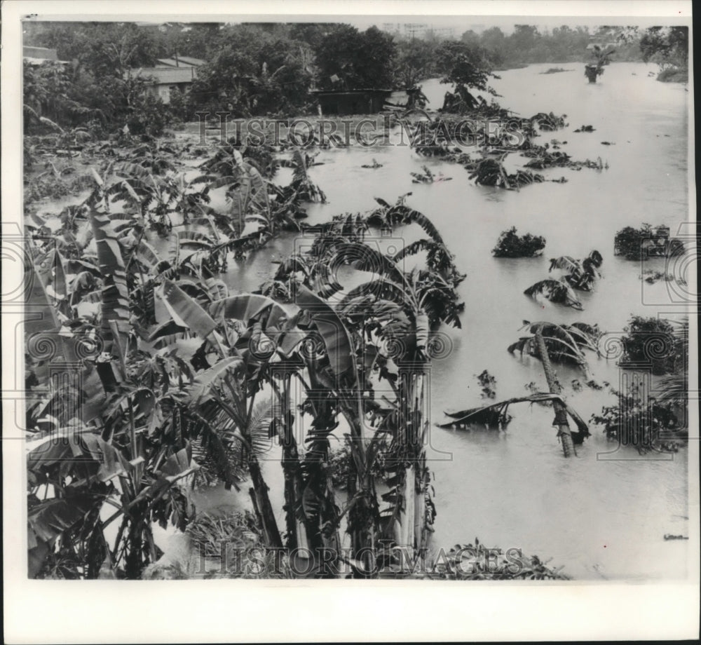 1960 Press Photo Trees &amp; brush float in river after Typhoon Lucille Philippines - Historic Images