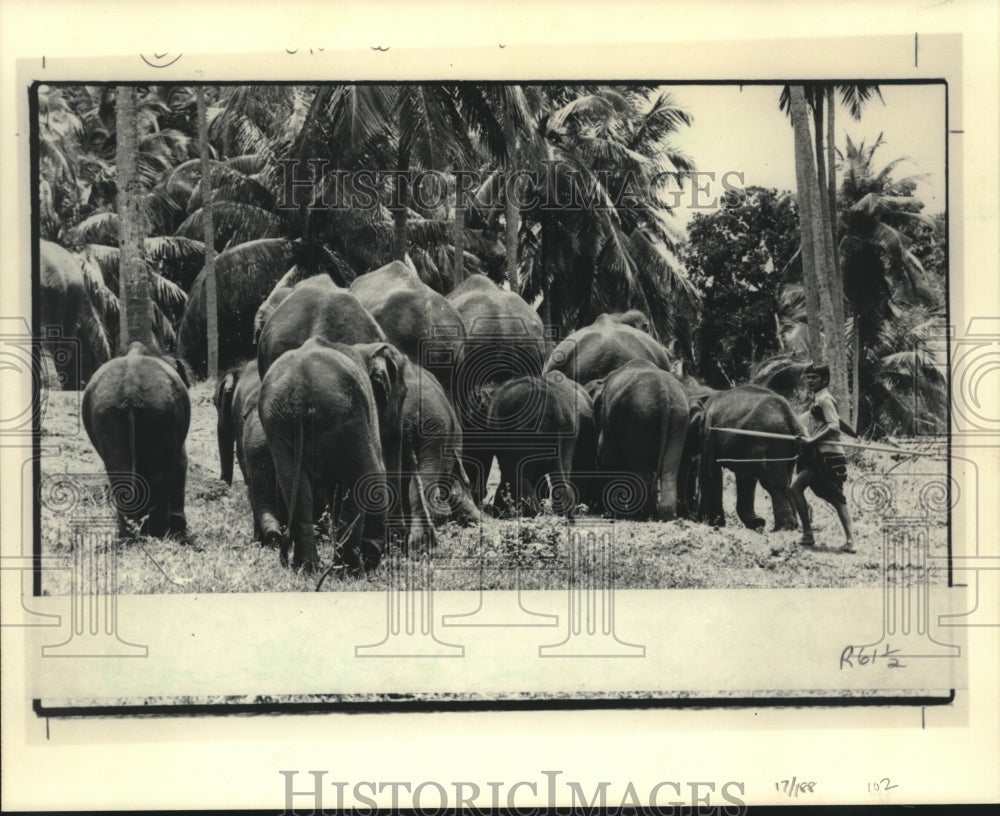 1986, Group of orphan elephants and their trainer in Sri Lanka - Historic Images