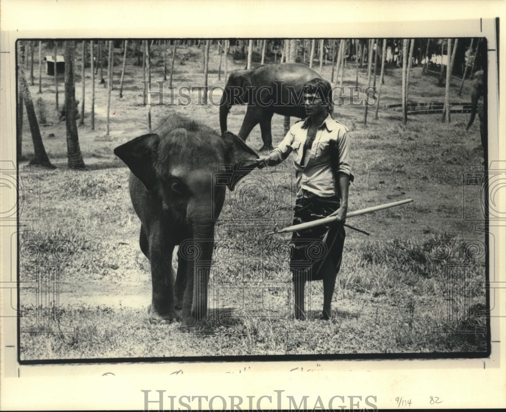 1986, A trainer working with a baby elephant at orphanage Sri Lanka - Historic Images