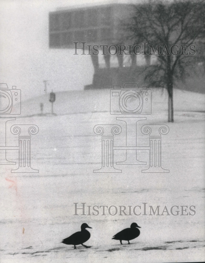 1958 Press Photo A Brace of Ducks Silhouetted Against Snow in Miliwaukee-Historic Images