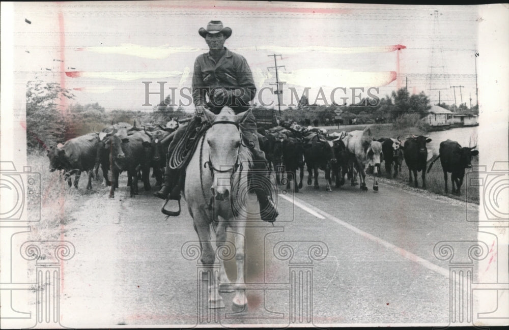 1964, Rancher leads his stock to higher ground before hurricane Hilda - Historic Images