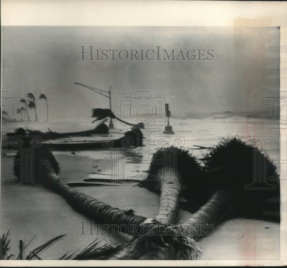 1985 Press Photo Storm winds uprooted these coconut palms, Fort Lauderdale - Historic Images