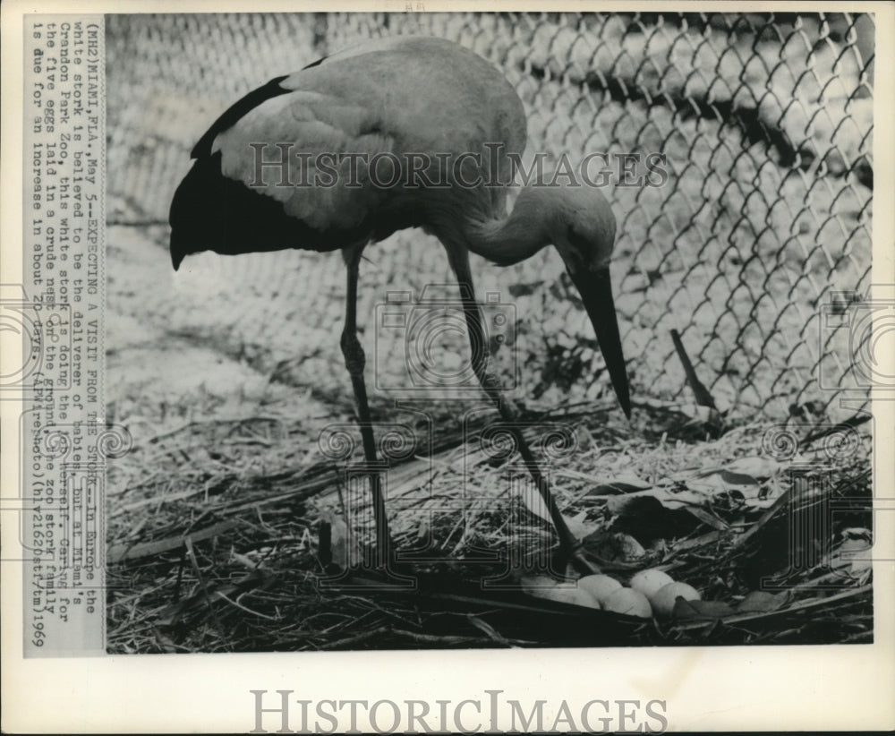 1969, White Stork tends to her eggs in Crandon Park Zoo, MIami - Historic Images