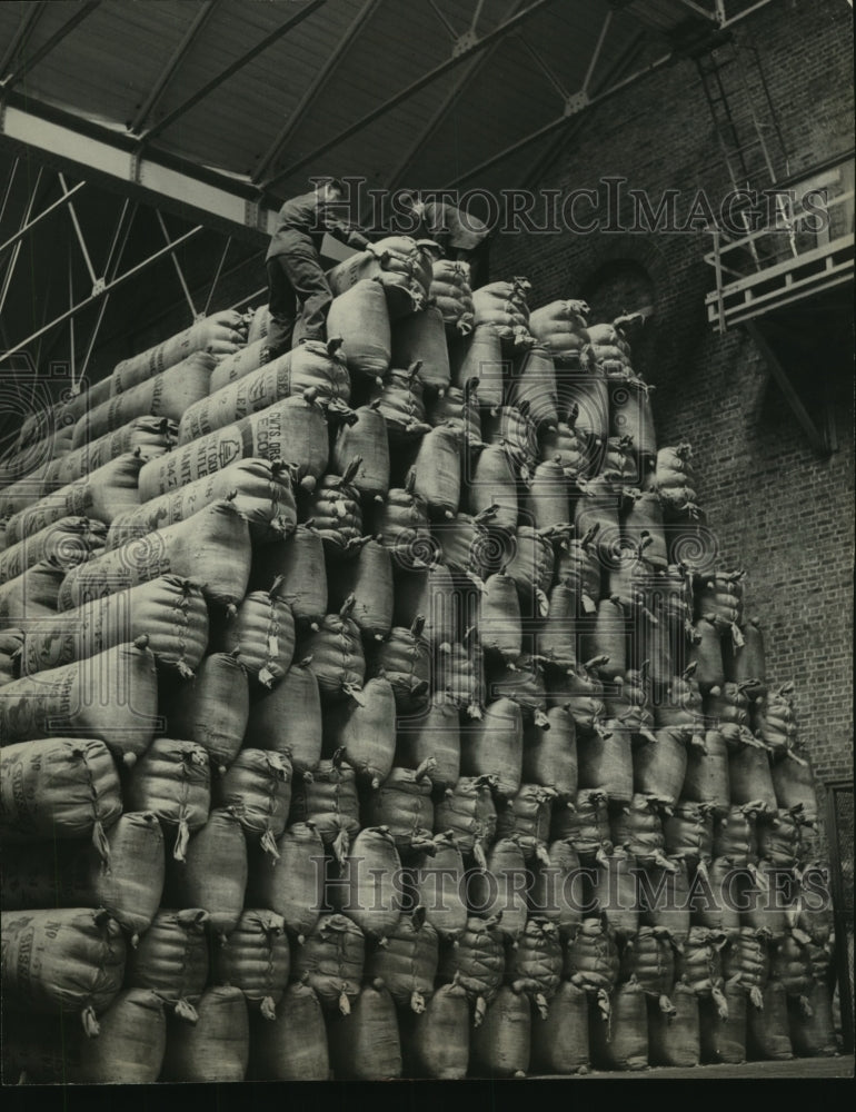 1949, Guinness company stack of hops from gardens of Kent Ireland - Historic Images