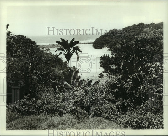 1965, Transkei is a luxuriant sub-tropical area ideal for some crops. - Historic Images