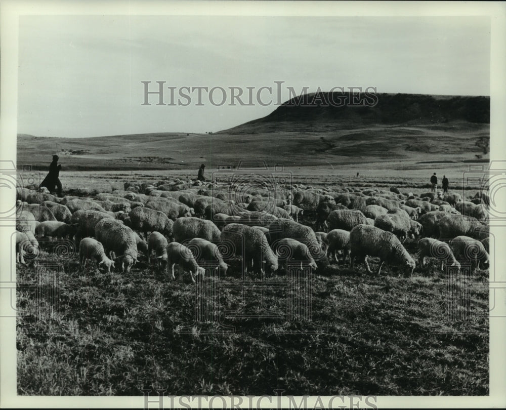 1965 Press Photo A large herd of sheep represents important Transkei industry. - Historic Images