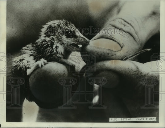 1975, Planigale, one of smallest marsupials in world, Australia - Historic Images