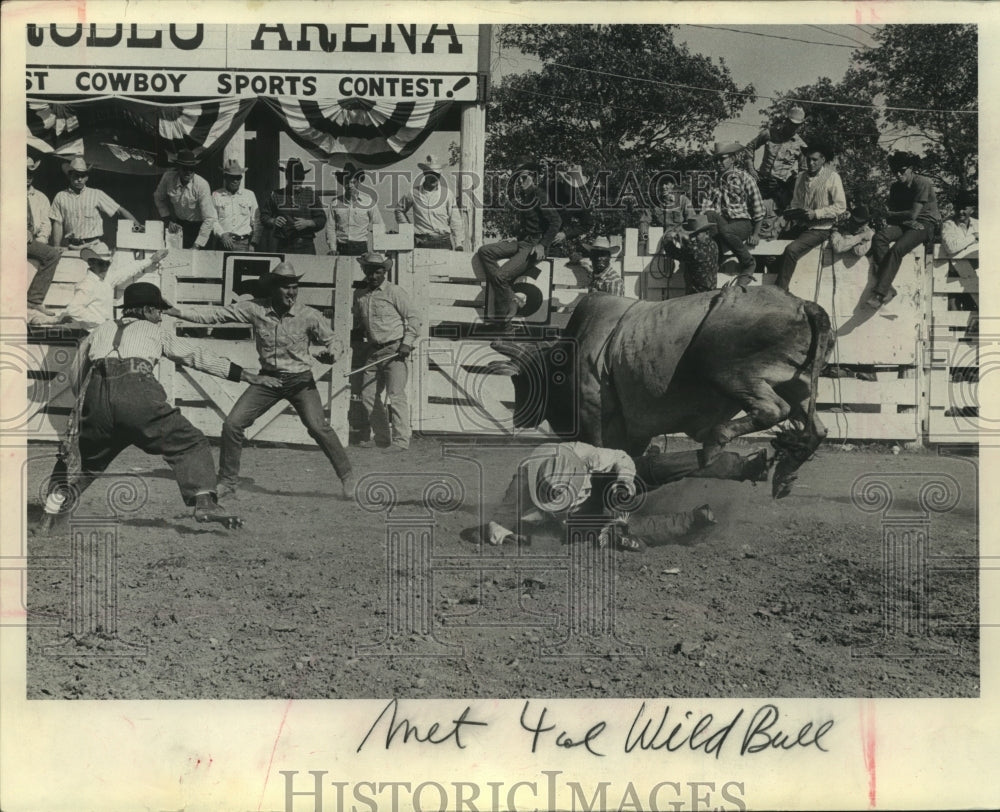 1964 Press Photo Brahma Bull Thrashing Around at the Wonago Rodeo in Wisconsin - Historic Images