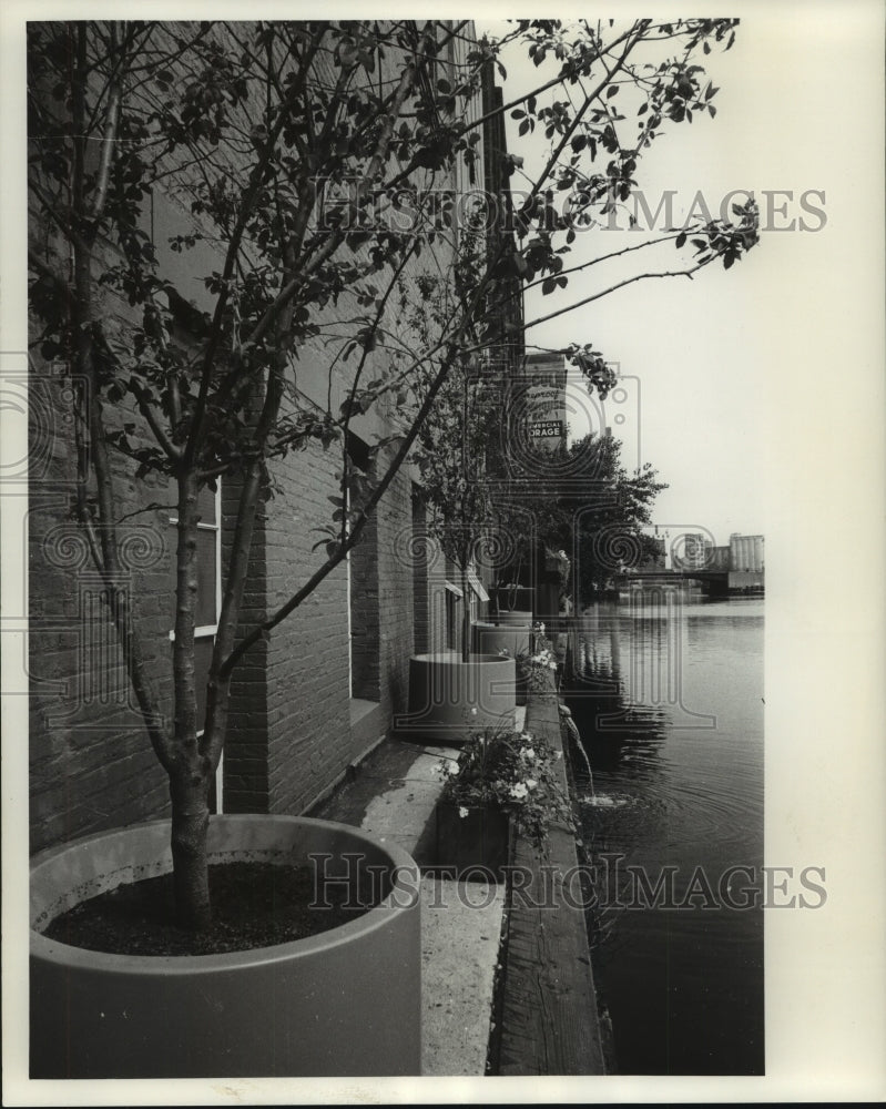 1963 Press Photo Four European Bird Cherry Trees, Usinger&#39;s Milwaukee - Historic Images