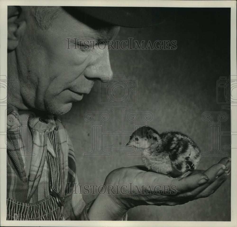 1953 A man holds a 2-day old turkey chick on the palm of his hand - Historic Images