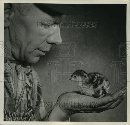 1953 A man holds a 2-day old turkey chick on the palm of his hand - Historic Images