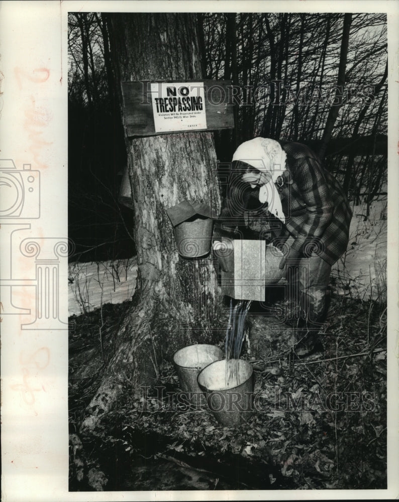 1964, Mrs. Schulz pours sap into buckets to be made into maple syrup - Historic Images