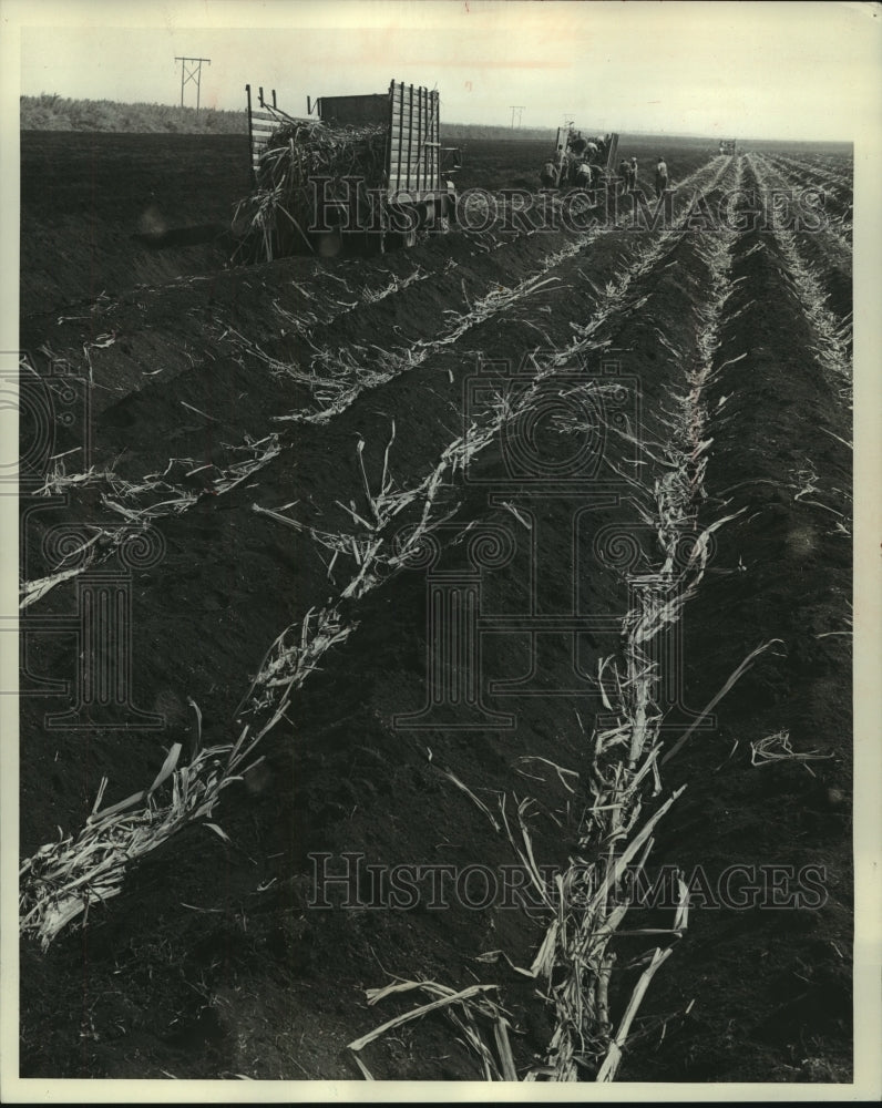 1962 Press Photo American sugar can field Florida - mjc07317 - Historic Images