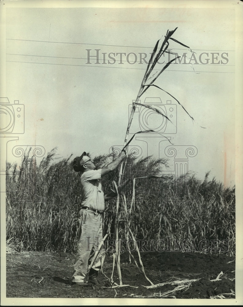 1962 Press Photo Man stacking harvested sugar cane in Florida - mjc07318 - Historic Images