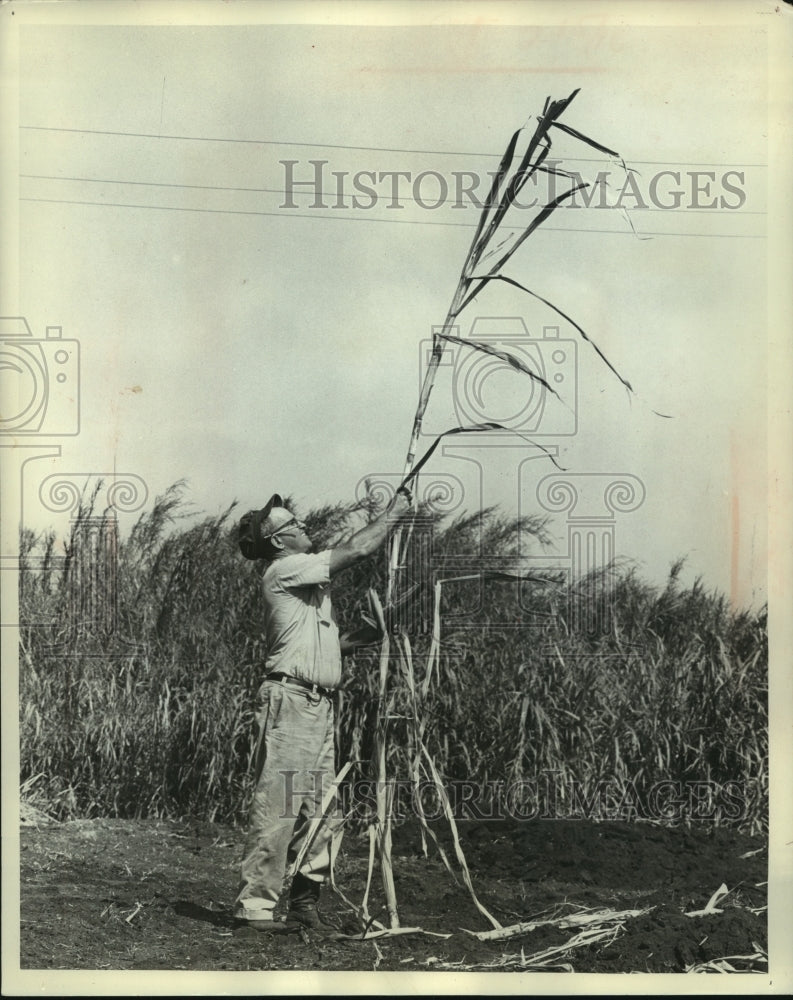 1962 Press Photo Man stacking harvested sugar cane in Florida - mjc07318 - Historic Images