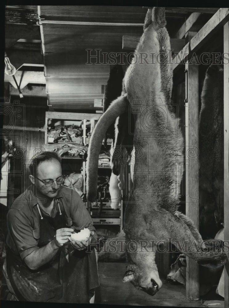 1956 Press Photo Harvey Meyer, works on mounting a lion for a public museum - Historic Images