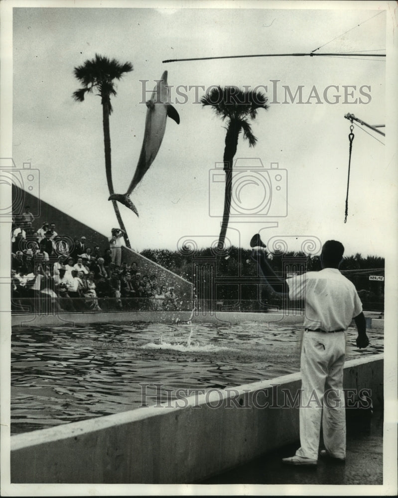 1957 Press Photo Porpoise, Algae, follows hand signals from trainer, Andre Cowan - Historic Images