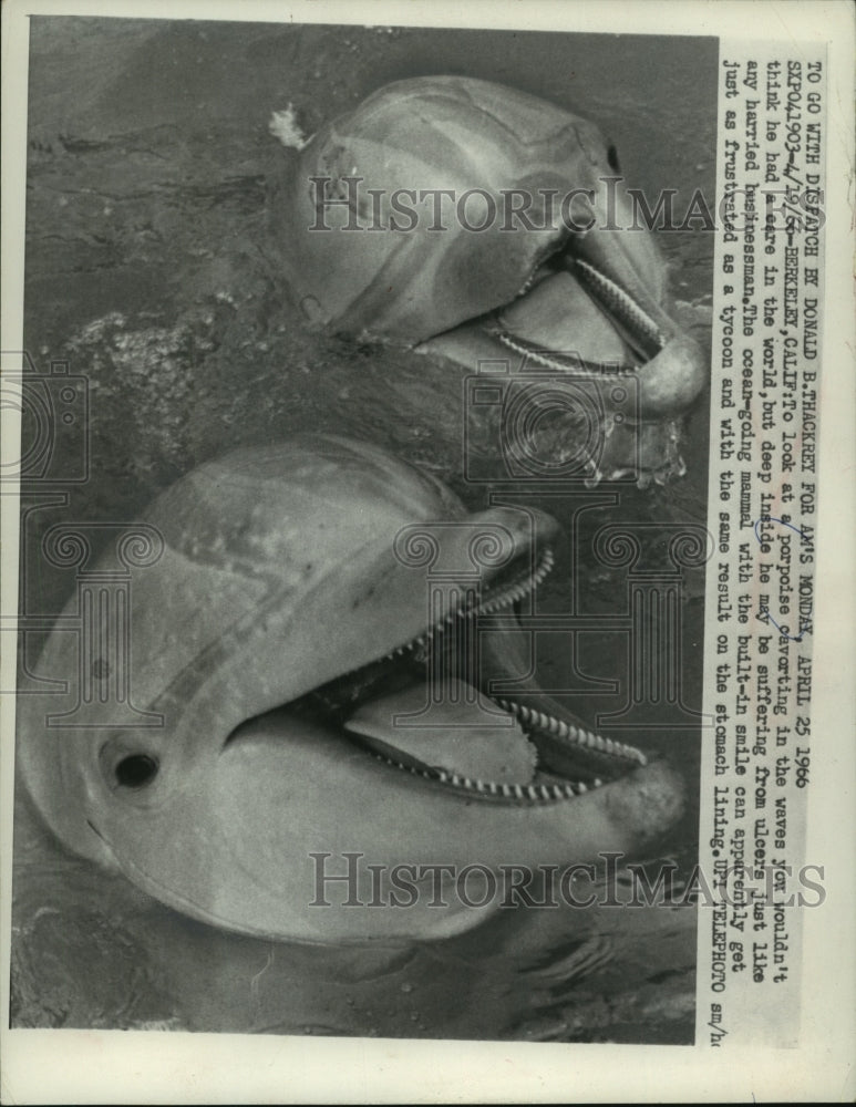 1966 Press Photo Two Porpoises in Berkeley, California - mjc07656 - Historic Images