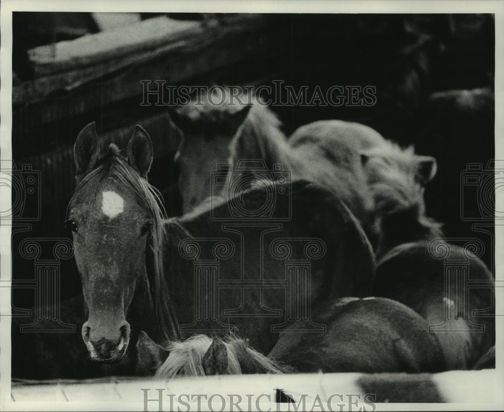 1976 Press Photo Horses in Pen Wait For Slaughter at Seymour Packing Company - Historic Images