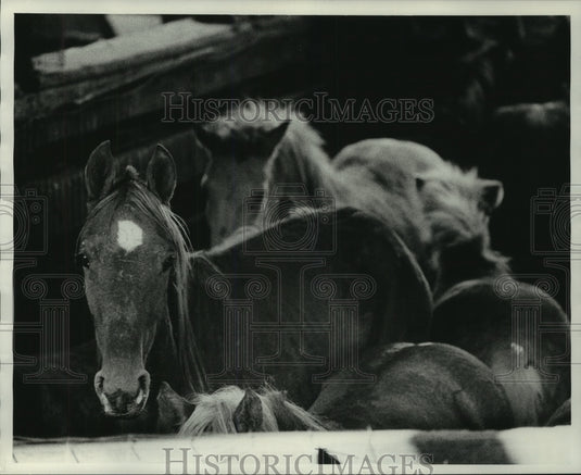 1976 Press Photo Horses in Pen Wait For Slaughter at Seymour Packing Company - Historic Images