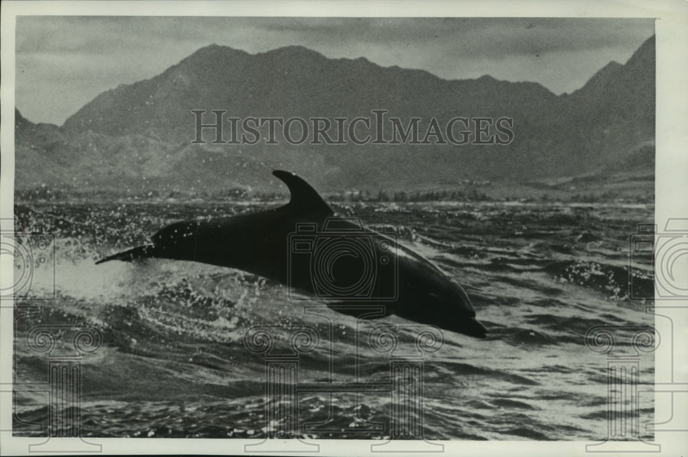 Press Photo Porpoise jumping in the ocean - mjc07913 - Historic Images