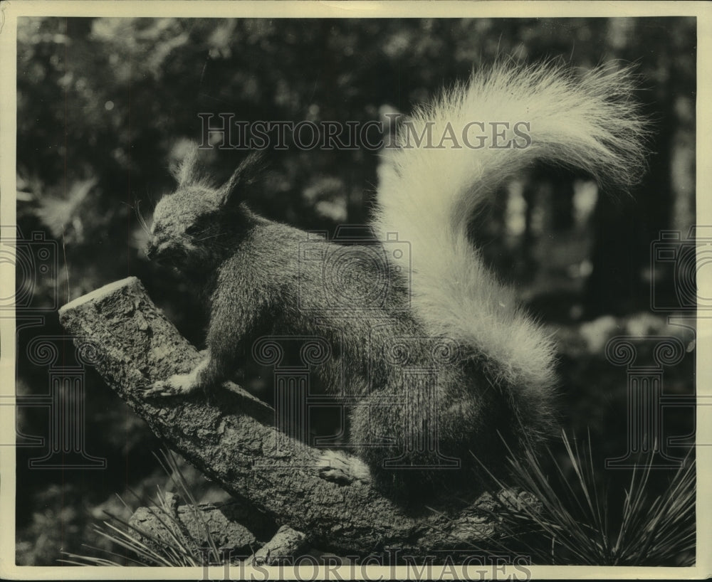 1930 Press Photo Rare white tailed squirrel at Grand Canyon National Park- Historic Images