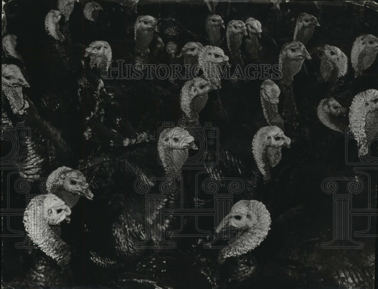 1956 Rafter of Turkeys - Historic Images