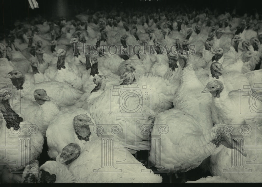 1934 Large group of turkeys - Historic Images