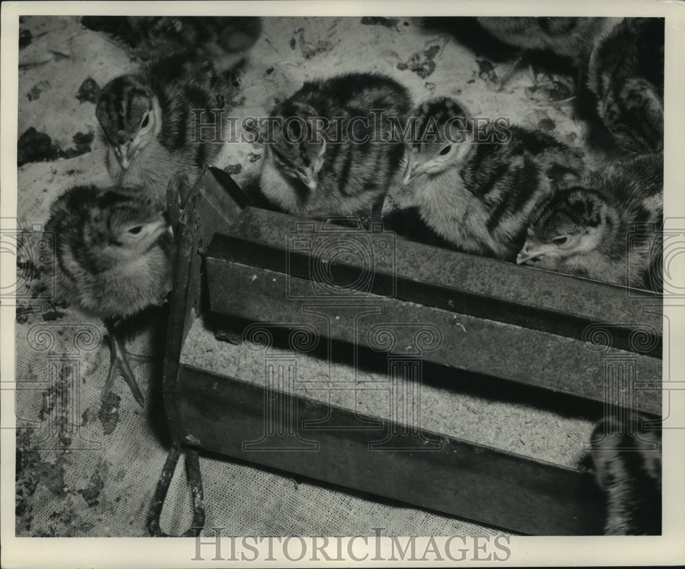 1953 Press Photo Baby turkeys at feeder - mjc08295 - Historic Images