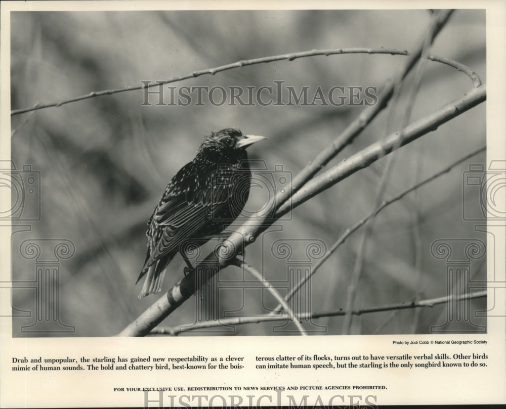 1991 Press Photo A starling shown on a tree branch, a bold and chattery bird. - Historic Images
